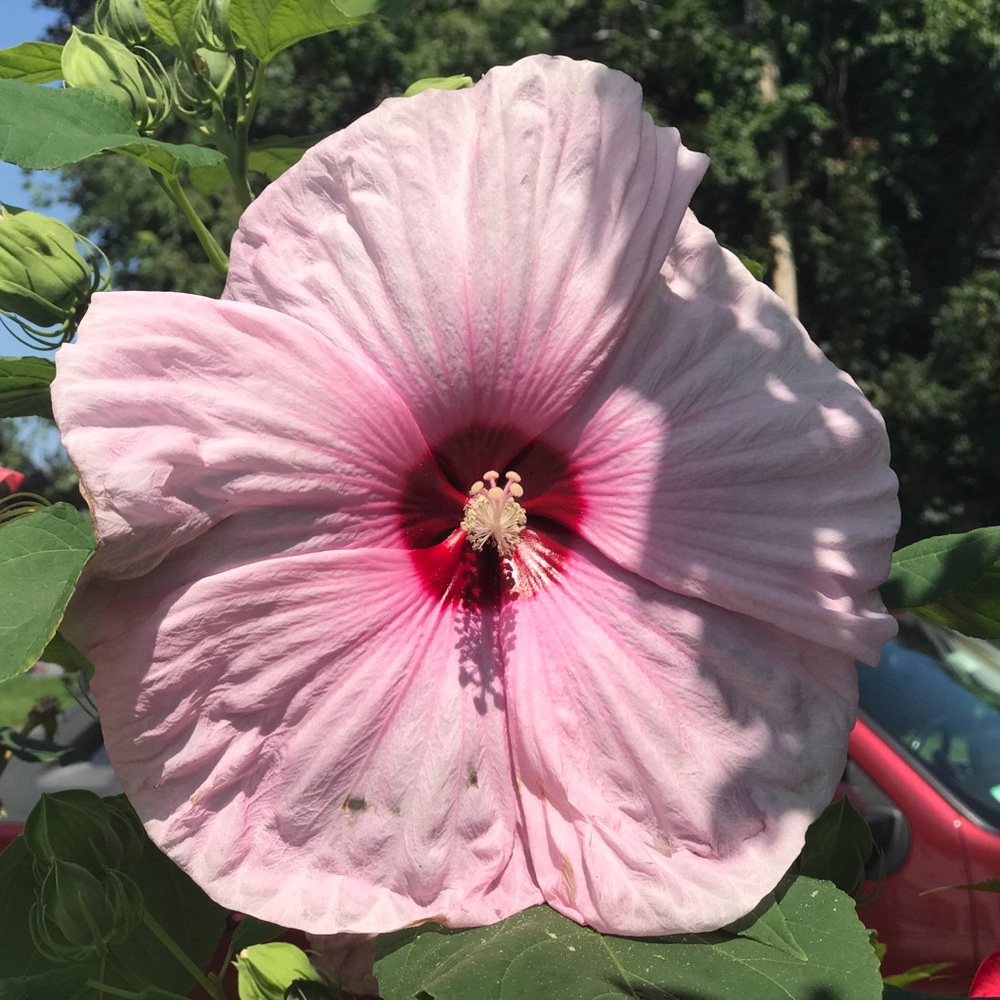 Meet your Posher, Tracy